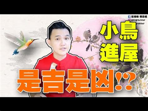 斑鳩飛到家裡代表什麼|斑鳩飛到家裡預兆好不好,斑鳩飛到家裡的寓意